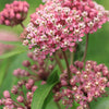 100 PINK MILKWEED Common Asclepias Syriaca Monarch Flower Seeds