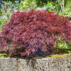 10 INABA SHIDARE MAPLE Weeping Red Laceleaf Japanese Acer Palmatum Dissectum Tree Seeds