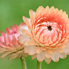 100 APRICOT & PEACH STRAWFLOWER Organic Mix Coral Paper Daisy Helichrysum Bracteatum Flower Seeds