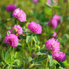 Red Clover Seeds – Monarchs Trifolium Pratense Rose Mauve Flower Ground Cover – photo 8