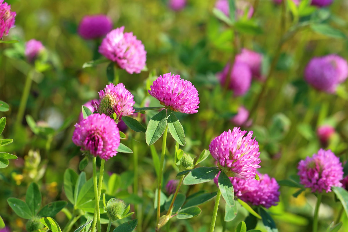 Red Clover Seeds – Monarchs Trifolium Pratense Rose Mauve Flower Ground Cover – photo 8