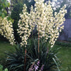 100 YUCCA (Soapweed / Soapwell / Beargrass / Great Plains Yucca) Yucca Glauca Flower Seeds