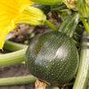 50 ROUND ZUCCHINI Summer SQUASH Cucurbita Pepo Vegetable Seeds