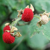 50 THIMBLEBERRY Rubus Parviflorus Edible Red Berry Fruit Native White Flower Sun or Shade Shrub Seeds