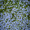 25 CREEPING BLUE SPEEDWELL Veronica Repens Groundcover Flower Seeds