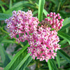 100 PINK MILKWEED Common Asclepias Syriaca Monarch Flower Seeds