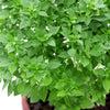 500 DWARF GREEK BASIL Ocimum Basilicum Fragrant Spicy Small Bright Green Leaf Herb Seeds