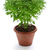 500 DWARF GREEK BASIL Ocimum Basilicum Fragrant Spicy Small Bright Green Leaf Herb Seeds
