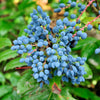 20 OREGON GRAPE Holly Fruit Vine Hollyleaved Barberry Mahonia Aquifolium Seeds