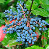 20 OREGON GRAPE Holly Fruit Vine Hollyleaved Barberry Mahonia Aquifolium Seeds
