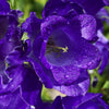 Mixed Colors Cup & Saucer (Canterbury Bells) Campanula Medium Flower Seeds – photo 11