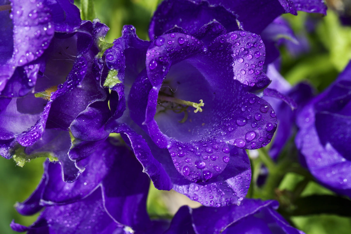 Mixed Colors Cup & Saucer (Canterbury Bells) Campanula Medium Flower Seeds – photo 11