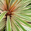10 Variegated NEW ZEALAND FLAX Phormium Tenax Variegatum Ornamental Grass Flower Seeds