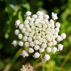 200 BISHOPS FLOWER Ammi Majus False Queen Annes Lace Seeds