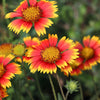 100 ARIZONA SUN GAILLARDIA Pulchella Indian Blanket Flower Seeds