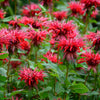 10 Panorama RED BEE BALM Monarda Didyma Oswego Tea Herb Flower Seeds