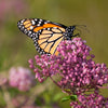 75 RED SWAMP MILKWEED Asclepias Incarnata Flower Seeds
