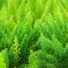 10 EMERALD ASPARAGUS FERN A. Densiflorus Mazeppa Houseplant Flower Seeds