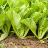1500 SPINACH MUSTARD TENDERGREEN Komatsuna Greens Brassica Rapa Vegetable Seeds