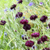 25 Black Garnet BACHELOR'S BUTTON / CORNFLOWER Centaurea Cyanus Flower Seeds