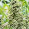 50 Organic MINT VANILLA QUINOA Green & White Chenopodium Vegetable Grain Seeds SuperFood