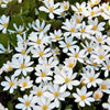 10 White BLOODROOT Sanguinaria Canadensis Shade Ground Cover Flower Seeds