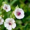 50 WHITE MARSH MALLOW Althaea Officinalis Flower Seeds
