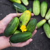 150 BOSTON PICKLING CUCUMBER Heirloom Cucumis Sativus Fruit Vegetable Seeds