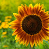 Autumn Beauty Sunflower Seeds – Helianthus Annuus Flower – photo 8