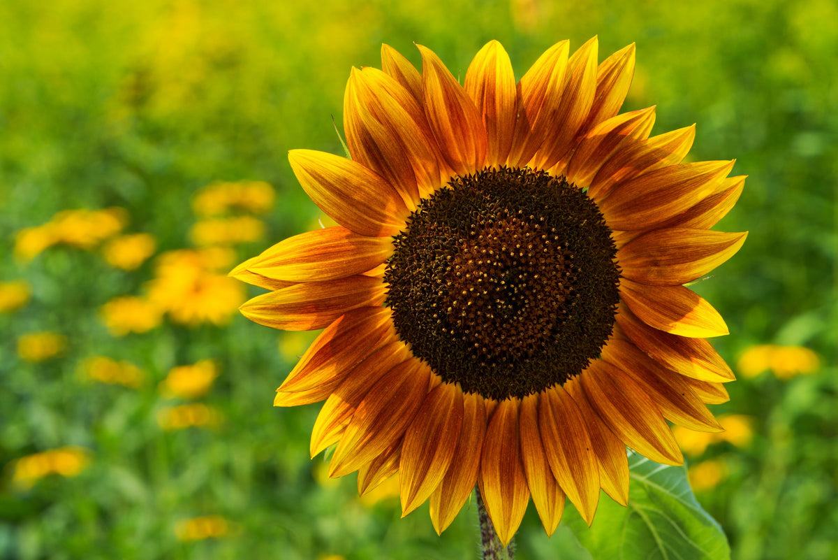 Autumn Beauty Sunflower Seeds – Helianthus Annuus Flower – photo 8