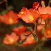 20 Apricot DESERT GLOBEMALLOW Mallow Sphaeralcea Ambigua Flower Seeds