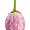 50 Organic Italian EGGPLANT ROSA BIANCA Solanum Melongena Esculentum Vegetable Seeds