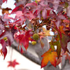 50 AMERICAN SWEETGUM Liquidambar Styraciflua Storax Alligator Sweet Gum Tree Seeds - Great Fall Color! Red Yellow Orange Purple