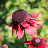 20 CHERRY BRANDY RUDBECKIA Hirta Bicolor Red Black Eyed Susan Flower Seeds