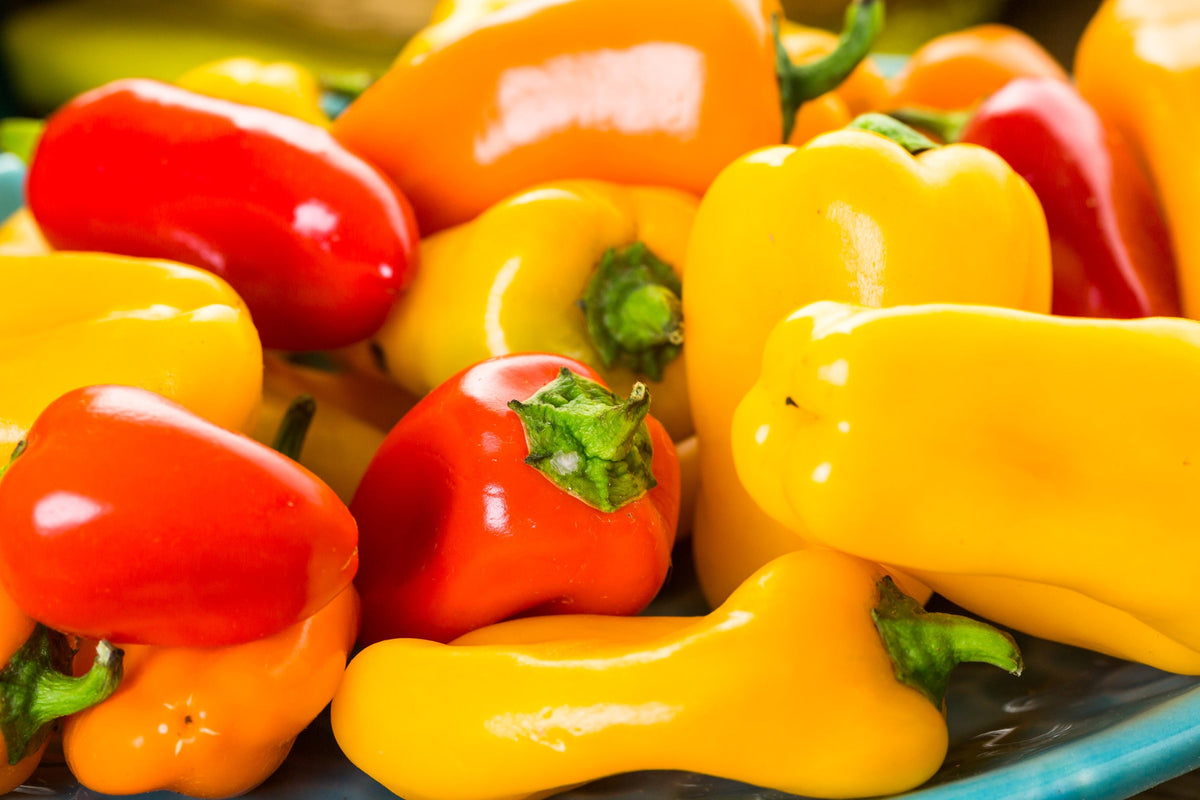 Santa Fe Grande Pepper (Guero Chili Pepper / Yellow Hot Chili Pepper) Capsicum Annuum Vegetable Seeds – photo 2