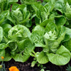 3000 LITTLE GEM LETTUCE Small Romaine Butterhead Lactuca Sativa Vegetable Seeds