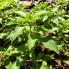150 LIME BASIL Ocimum Basilicum HERB Flower Seeds
