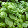 1500 SWEET BASIL Ocimum Basilicum Herb White Flower Seeds