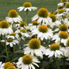 50 WHITE CONEFLOWER Echinacea Purpurea Flower Seeds