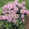 20 Dwarf PINK BEE BALM Monarda Bradburiana Eastern Beebalm Herb Flower Seeds