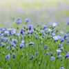 100 BLUE FLAX (Prairie Flax / Lewis Blue Flax) Linum Perenne Lewisii Flower Seeds