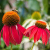 25 CHEYENNE SPIRIT CONEFLOWER Echinacea Orange Red Yellow Purple Pink White Herb Flower Seeds