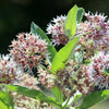 50 SHOWY (Greek) MILKWEED Asclepias Speciosa Flower Seeds