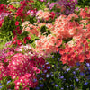 Mixed Colors Drummond Phlox Mix Seeds – Pink, Red, & White Phlox Drummondii Flower – photo 9