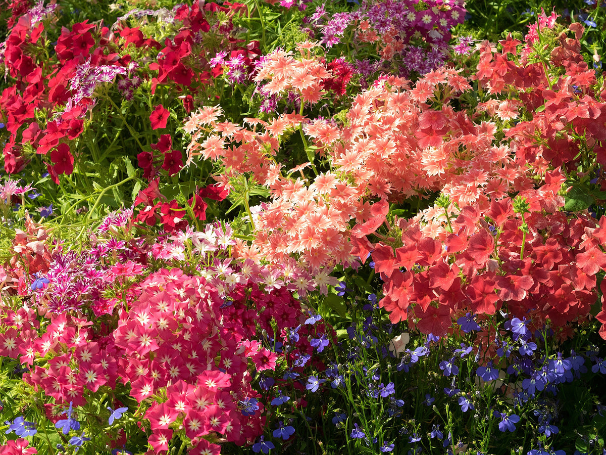 Mixed Colors Drummond Phlox Mix Seeds – Pink, Red, & White Phlox Drummondii Flower – photo 9