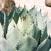 5  ARTICHOKE AGAVE Parry's Huachuca Agave Parryi Huachucensis Century Plant Succulent Cactus Seeds