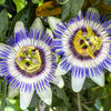 20 PURPLE PASSION FRUIT Passionflower Granadilla Passiflora Edulis Flower Vine Seeds