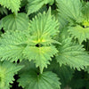 300 GREEN SHISO aka PERILLA Frutescens Ornamental Herb Seeds Green & Purple