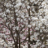 5 STAR MAGNOLIA Stellata TREE Seeds - Fragrant White to Pink Big 4" Wide Flowers