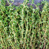 30 ORANGE THYME Orangelo Thymus Vulgaris Fragrantissimus Culinary Herb Seeds